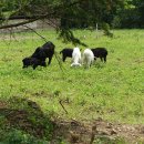 오성상회 이미지