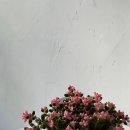 베리케어 이미지