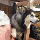 멍멍이냥 이미지