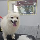 폴짝그루밍 이미지