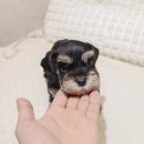 오독안심분양센터 강아지분양 고양이분양 대구점 | 인천강아지분양 오독안심분양센터 강아지분양 고양이분양 인천점을 소개합니다.