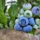 우석농장 2 이미지