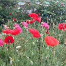 타샤의 아침 이미지