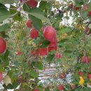 백동농장 이미지