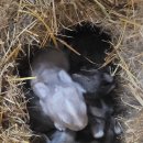 유구매일사슴목장 | 남해가볼만한곳추천 남해양떼목장 '남해상상양떼목장편백숲'