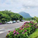 화순곶자왈 | 제주 무료 수국 명소 화순리 수국길｜화순곶자왈생태탐방숲길 산책 후기 06.18