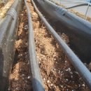 미하농장 이미지