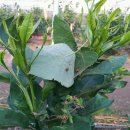 김동순농장 이미지