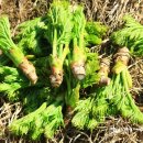 피덕농장 이미지