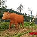 황소 이미지