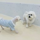 봉츄르(Bonchewr) | 배곧 봉츄르 로뜨5살 유치원생일파티 케익크 답례품 주문후기