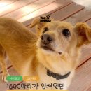 튼튼펫샵 이미지