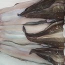 바다장어 이미지