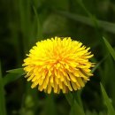 민들레 김밥 이미지