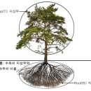 큰솔조경나무병원 이미지
