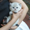청담고양이 이미지