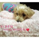 애완동물 소품(옷)만들기 이미지