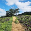 아스타축제 이미지