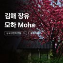 와인샵모하 | [김해 장유] 모하 Moha 브런치 카페 맛집 부산근교 내돈내산