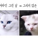 모라카페