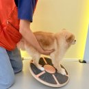 놀러오개 애견유치원 애견호텔 수원세류점 이미지