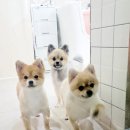 이쁘개 아름답개 이미지