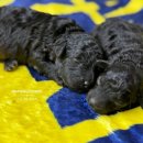 남양주켄넬 이미지