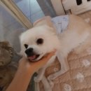 펫트리멍 이미지