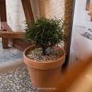 바바아시(babaasi) 이미지