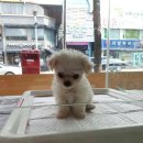 고Dog