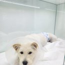 모던동물병원 이미지