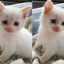 찌니헤어