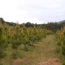 황금소나무농원 이미지