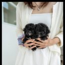 퍼피트렌드 이미지