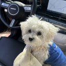 몽몽 | 제주도 노형동 대형 실내외 애견카페, 카페몽몽 | 오늘의 장소