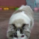 운정고양이호텔 이미지