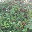 왕보리수 이미지