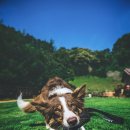 스튜핑