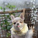 도도 Grooming | ♡그루밍아지를 찾아와 준 댕댕이 일곱 번째 편♡ 남양주다산동애견미용실/강아지가위컷전문