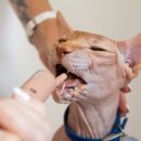 휴동물의료센터 이미지