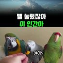 반려견과의 이별이 두려운 분들에게, 앵무새를 추천하는 이유 (지능/수명/실제 사례 총정리) 이미지