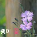 패랭이꽃 이미지