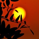 노을향기 이미지