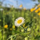 들꽃약국 이미지