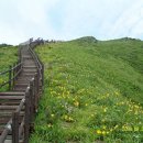 원츄리 Daum카페