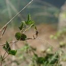 덩굴팥 Vigna umbellata (Thunb.) Ohwi & H. Ohashi 이미지