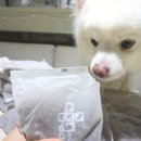 시니어펫 이미지