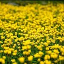 힐링애견샵 이미지