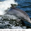 고래 사냥 - 하모니카연주 이미지