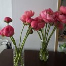 강남시장(3) | [서울/고터] 강남 고속터미널 꽃시장 후기 &amp; 셀프 코랄작약 부케 만들기 (3월말 코랄 작약 구매, 방문...